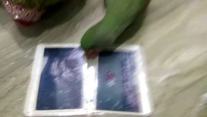 Parrot is trying to find its pic in our family album