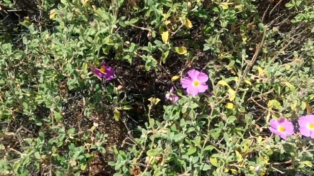 Hiç laden bitkisi gördün mü pembemsi çiçeği olan efsane bitki laden bitkisi faydaları nelerdir