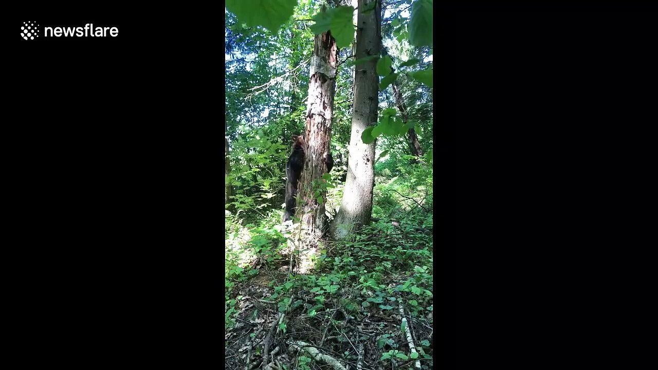 Brown bear climbs tree causing it to collapse in Russian forest