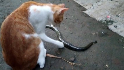 Sadistic, cats fight with snakes to death  ( perkelahiahn Kucing Tersadis)