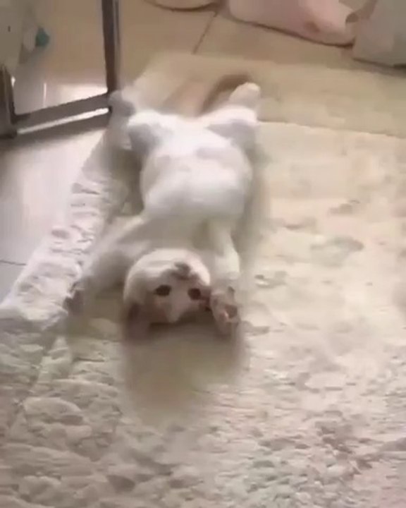 cute & funny cat