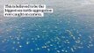 Great Barrier Reef- drone footage allows researchers to count 64,000 green sea turtles