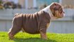 Amazing American Bully and Pitbull - Cute & Funny American Bully Puppies Compilation 2020