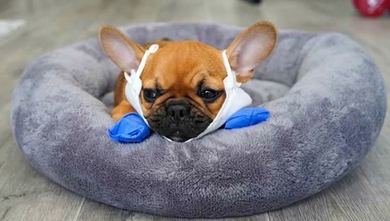 Best of French Bulldog Video - Funny and Cute French Bulldog Puppies 2020