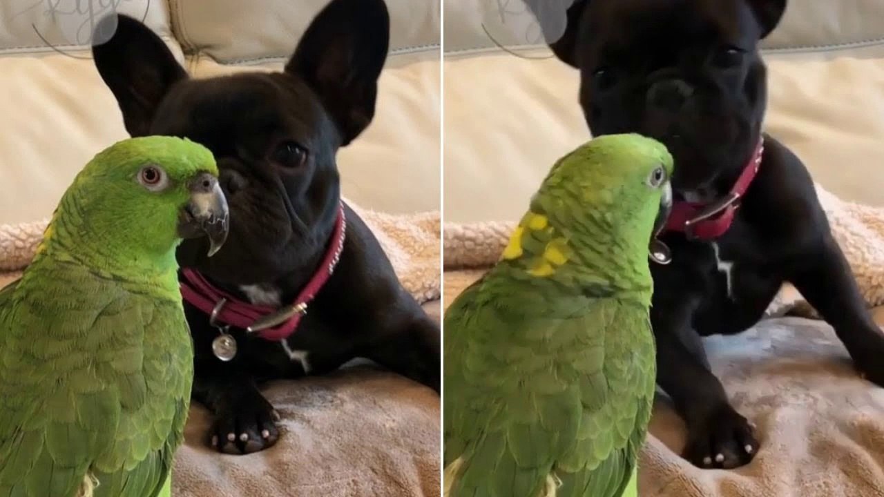 Dogs are Awesome - Funny and Cute French Bulldog _ Cute puppies doing funny things #58