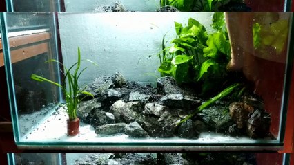 43 AQUASCAPE TEMA NATURAL TANPA INJECK CO2