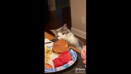 tik toks cat funny #2