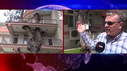 Kesmeye kıyamadıkları ağacı binanın içinden geçirdiler