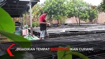 Ikan Cupang Hasilkan Untung Hingga Puluhan Juta Rupiah