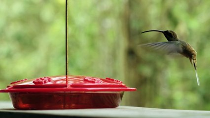 Amazing instrumental tune with beautiful birds of nature||Cyclamen butterfly||