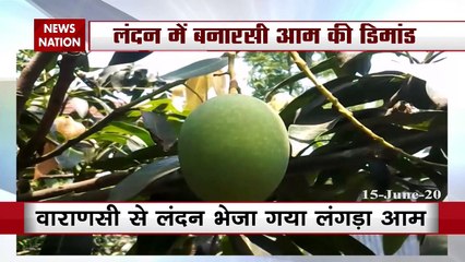 दुबई के बाद अब लंदन के बाजारों में धूम मचाएगा बनारसी लंगड़ा आम