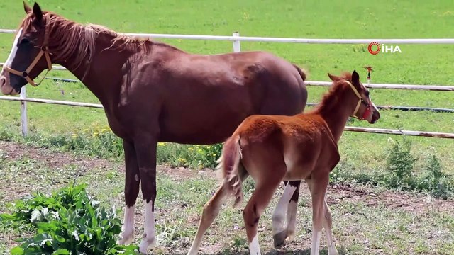 Yarışların efsane atları Erzincan'da yetişiyor