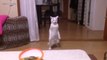 Pets Dancing   Funny Animals Dancing  [Funny Pets]