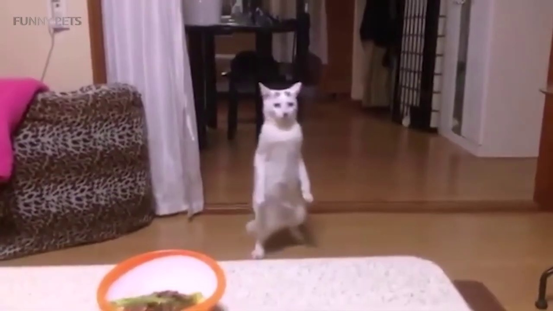 ⁣Pets Dancing   Funny Animals Dancing  [Funny Pets]