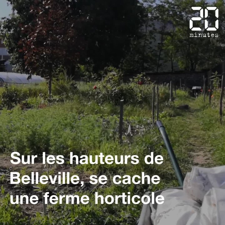 Paris: Des fleurs poussent à l'ombre de Belleville