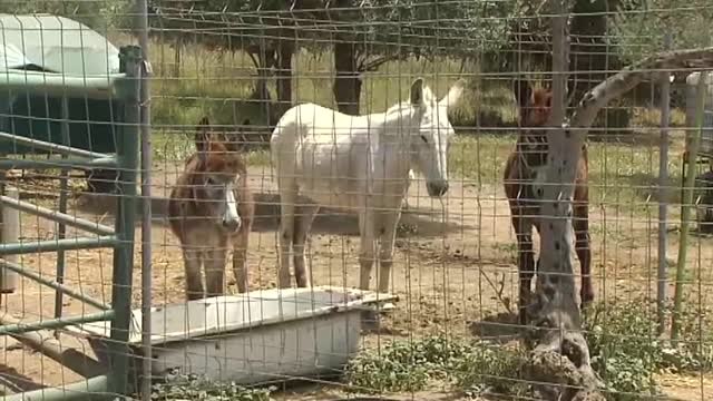 La Asociación 'El burrito feliz' ayuda a los sanitarios a cerrar las heridas abiertas tras la pandemia