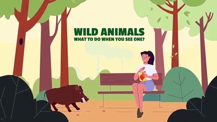 Wild animals What's the right thing to do ?