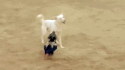Hen & Dog Fight