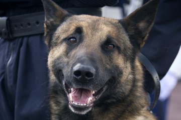 Seine-Saint-Denis : il ôte la vie de son chien avec un tournevis ...en pleine rue