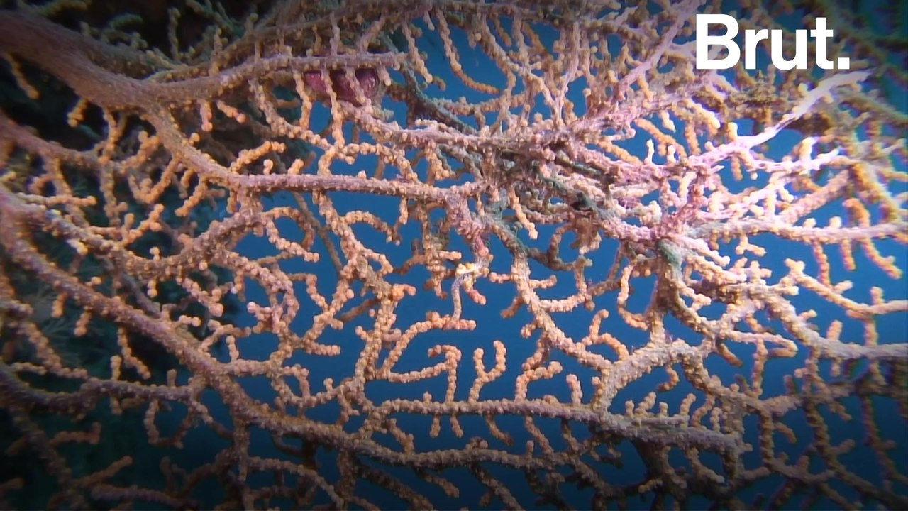 The pygmy seahorse, a master of camouflage
