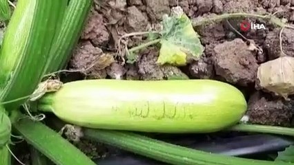 Bursalı çiftçiyi ağlatan görüntü