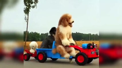 61.2020「おもしろ犬」かわいいシェパード犬の超おもしろいハプニング, 動画集 #12