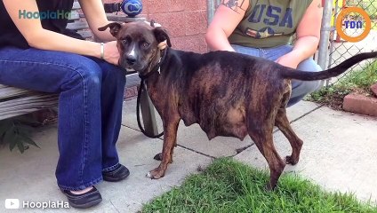 Cette chienne attendait 12 petits ! Une surprise pour les propriétaires