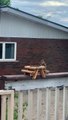 Squirrel Shows off Perfect Table Manners