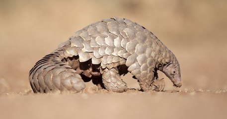 Covid-19 : le pangolin retiré de la liste des ingrédients de la médecine traditionnelle chinois