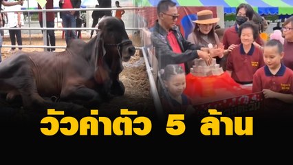 วัวค่าตัวแพงจาก 2.3 ล้าน เป็น 5 ล้าน