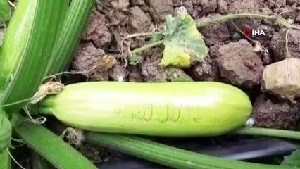 Tarlasında yetiştirdiği kabağı üzerindeki 'Allah' lafzını görünce gözyaşlarına hakim olamadı