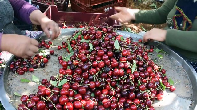 Gastronomi kentinin kirazı fiyatıyla da rekoltesiyle de sevindiriyor - GAZİANTEP