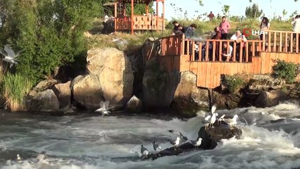 Bu balıkları avlamak sadece martılara serbest