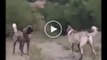 2 DEV ANADOLU COBAN KOPEGi KARSILASMASI - 2 GiANT ANATOLiAN SHEPHERD DOG MATCH