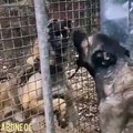 SiVAS KANGAL KOPEKLERi YAKIN ATISMA - ANATOLiAN SHEPHERD KANGAL DOGS VS