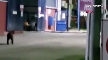 Ayının havuz keyfi kamerada