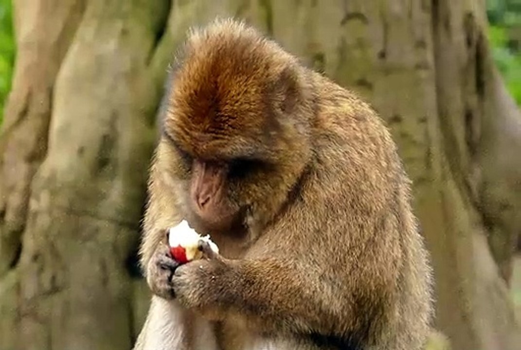 Funny monkey videos| Crazy monkey attacks on Apple(Ironical analyze)!!!!| Funny monkey| funny animal attack(ironical) compilation!!!!!