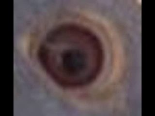 Stichelbaut Cross - Wonder Girl Ring number 200008