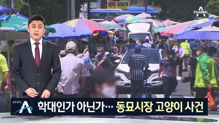 ‘동묘시장 고양이’ 학대인가, 아닌가…“고발” vs “방어”