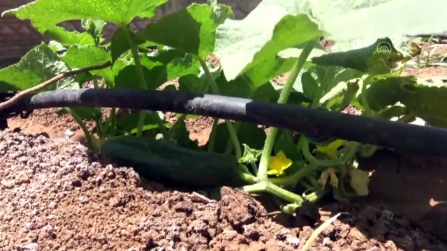 Silopi'de okul bahçesinde sebze ve meyve üretiliyor - ŞIRNAK