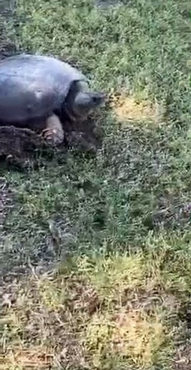 Turtle Lays Eggs in Backyard