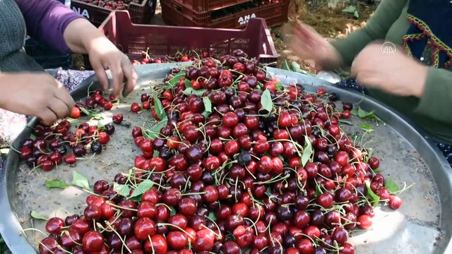 Gastronomi kentinin kirazı fiyatıyla da rekoltesiyle de sevindiriyor - GAZİANTEP