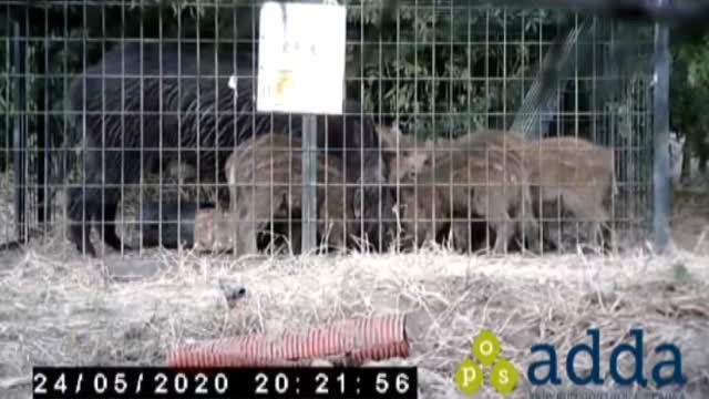 Los jabalíes pierden el miedo y encuentran la puerta a la ciudad