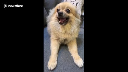 Pomeranian pup has the most incredible 'turbo sneeze'