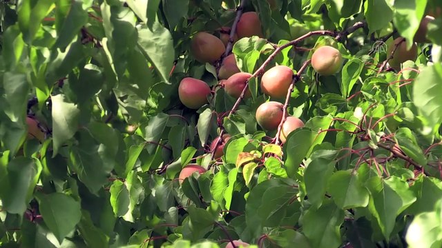 Tescilli Mut kayısısında 110 bin ton rekolte beklentisi - MERSİN