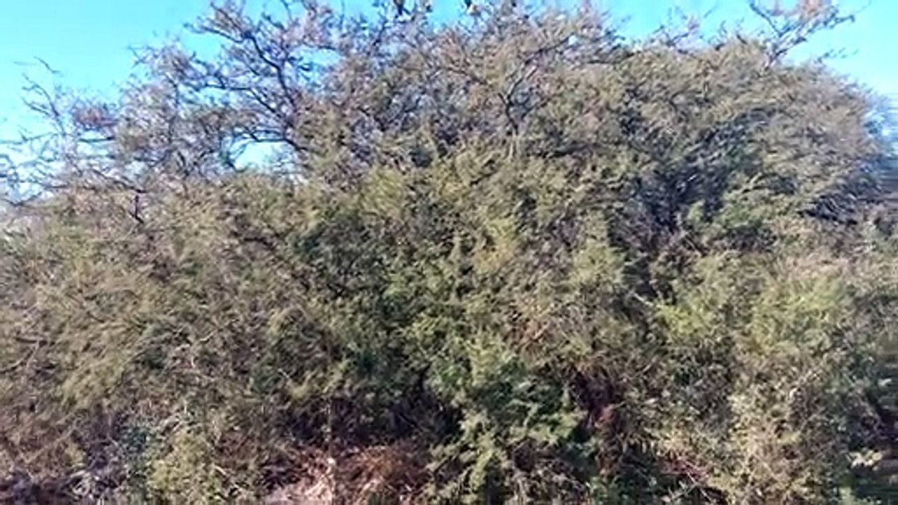 Un Espinillo incendiandose de trinos al costado del camino. O una sonrisa