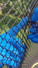 Libellule coincée dans le filet d'un trampoline