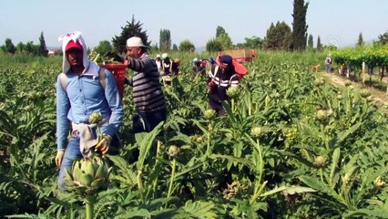"Karaciğer dostu" enginarın zorlu hasadı başladı - SAKARYA