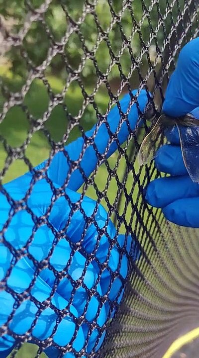 Intervention risquée pour sauver une libellule coincée dans un filet