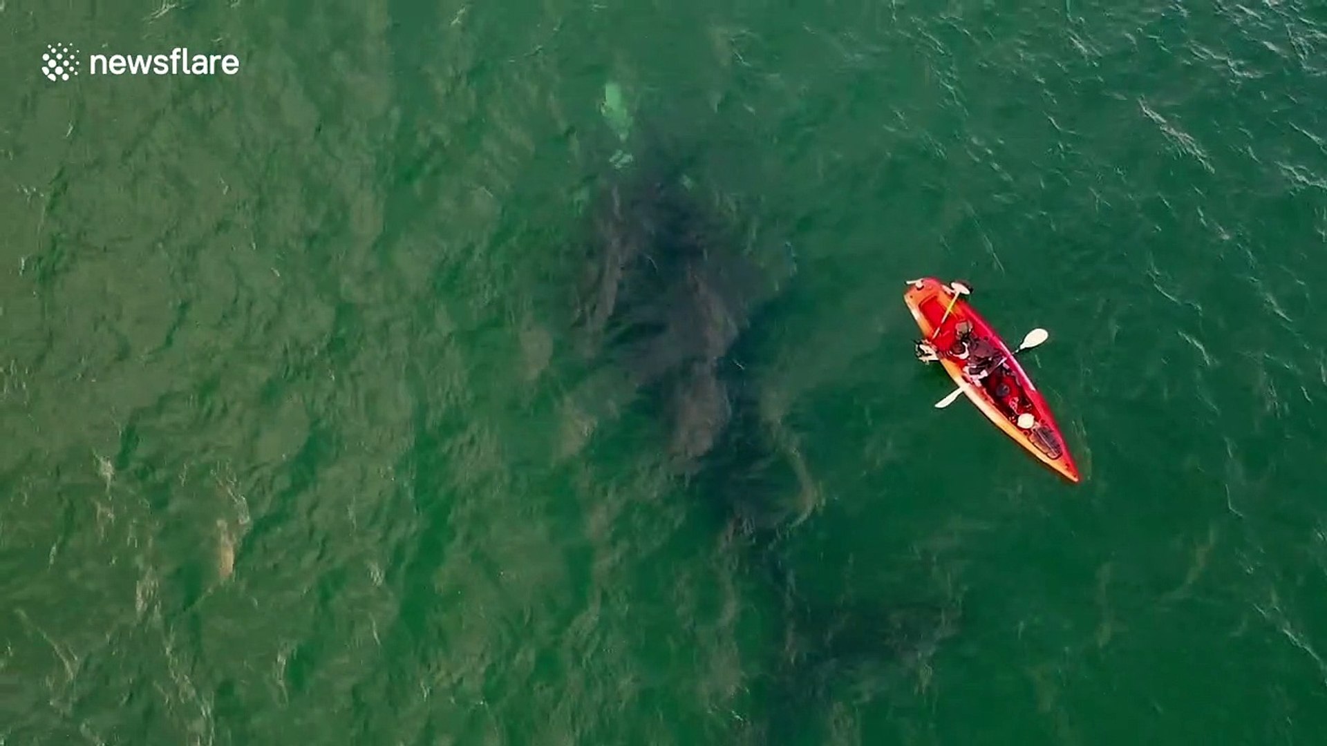 Breathtaking aerial footage of whale swimming under two kayakers in  Argentina - video Dailymotion